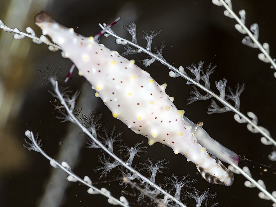 Phenacovolva rosea